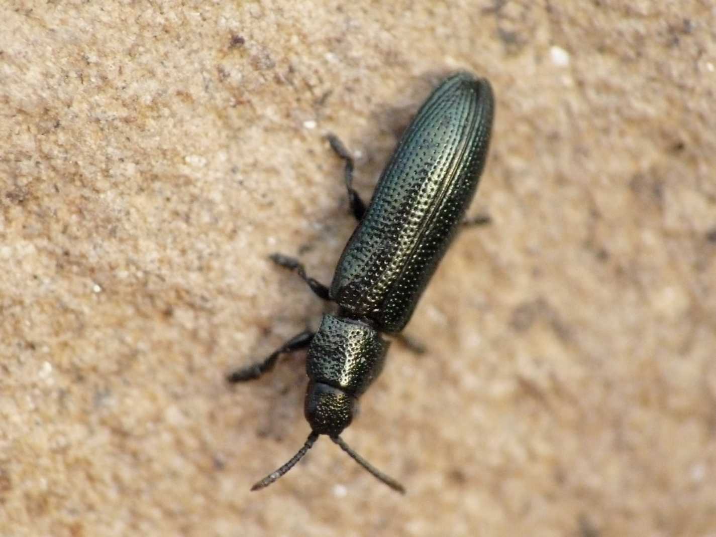 Leptispa filiformis - Chrysomelidae